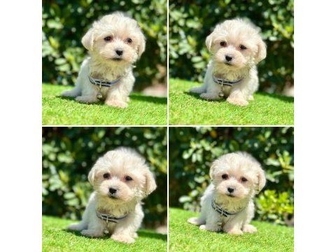 Tüy dökmez teacup maltese bebekler