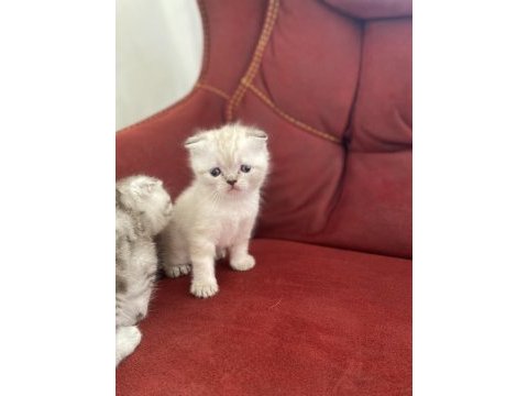 İki aylık erkek scottish fold yavrular