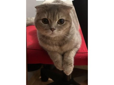 Scottish fold kedimiz