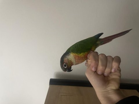 Konuşan full evcil mutasyon konur erkek