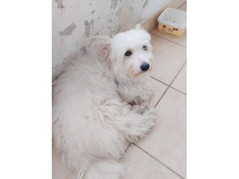 Maltese terrier dişi