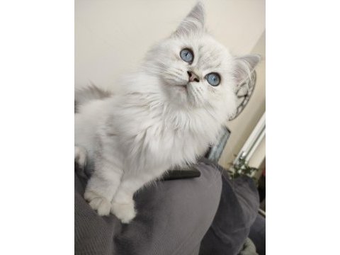 Safkan ırk british longhair erkek 1 yaşında