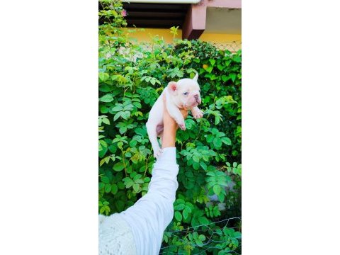 Platinum dişi erkek french bulldog
