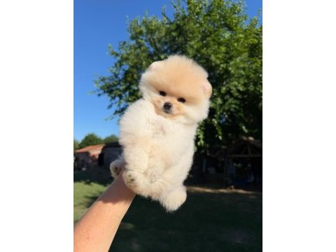 Yavru pomeranian boo köpeklerimiz
