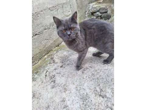 1 yaşında erkek kedimiz