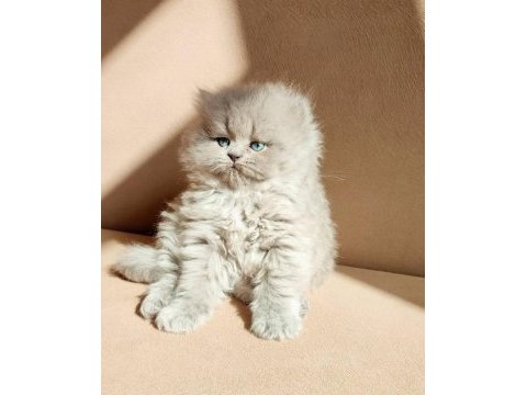 Harika british longhair yavruları