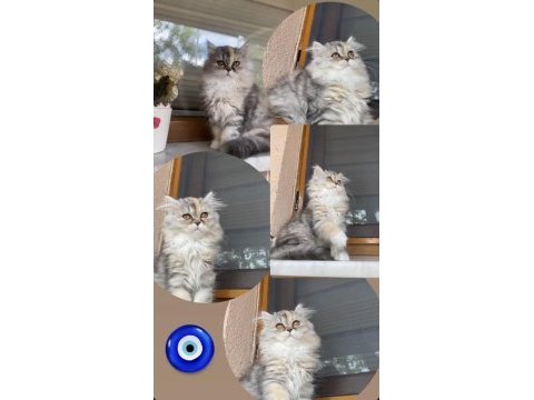 Dişi chinchilla 1 yaşında