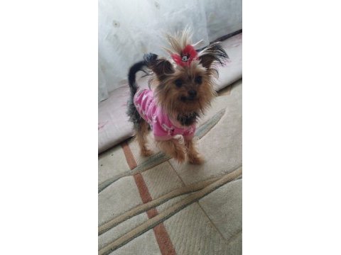 1 erkek ve 1 dişi köpeğimiz