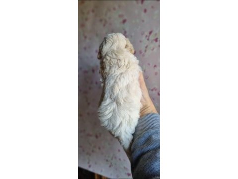Mini boy maltipoo bebekler