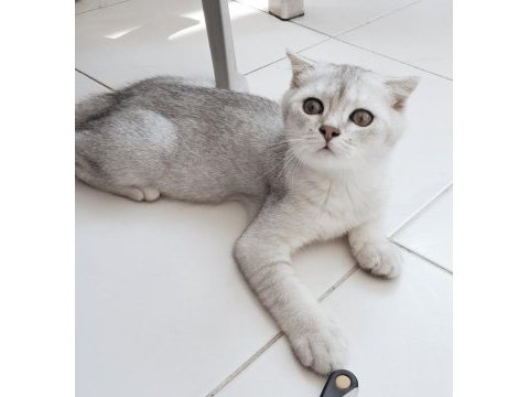 Scottish fold shaded silver kardeşler