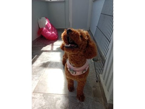 1 yaşında toy poodle