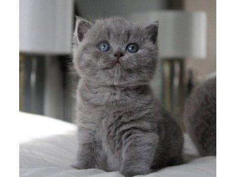 Tombul kedimiz gri british shorthair 