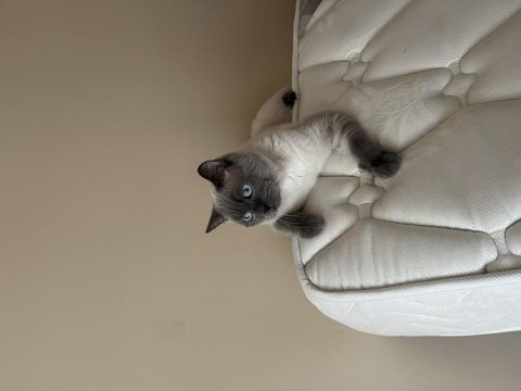 Blue point british shorthair