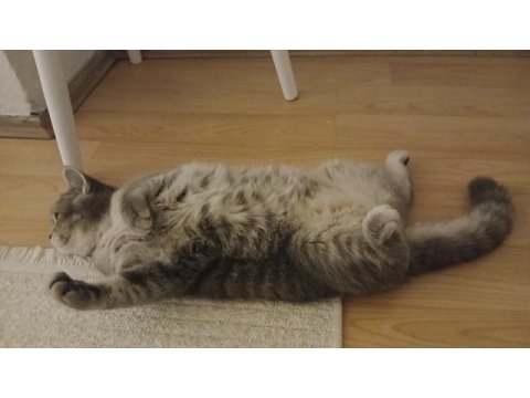 11 aylık dişi british shorthair
