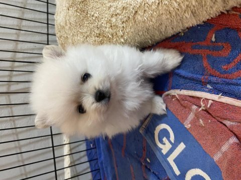 Kar beyazı pomeranian bebeklerimiz