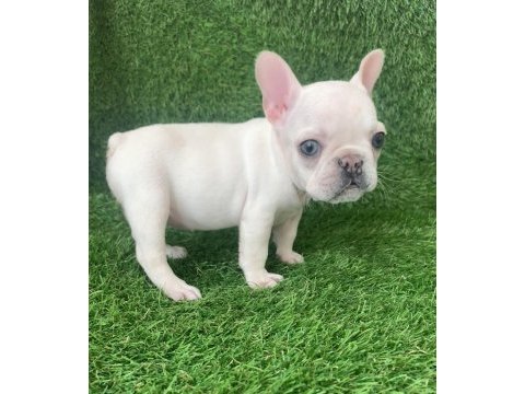 Egzotik french bulldog bebekler yeni yuvasını arıyor