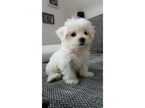 Irk ve sağlık garantili maltese terrier bebekler