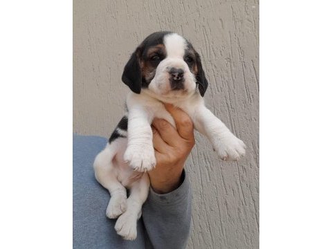 A kalite beagle yavrular