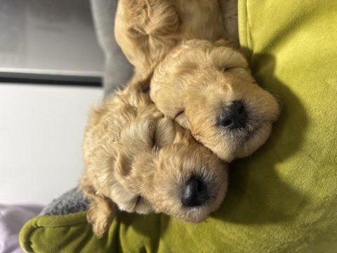 Maltipoo yavrumuz