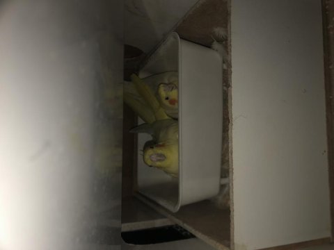 Yavrulu lutino sultan papağanı takımı