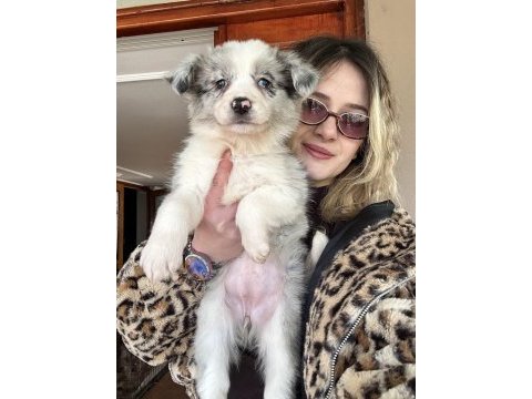12 yıllık üreticiden border collie yavrular