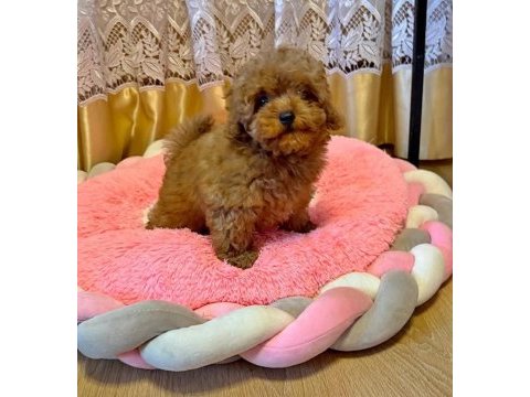 Sevimli toy poodle yavrularımız