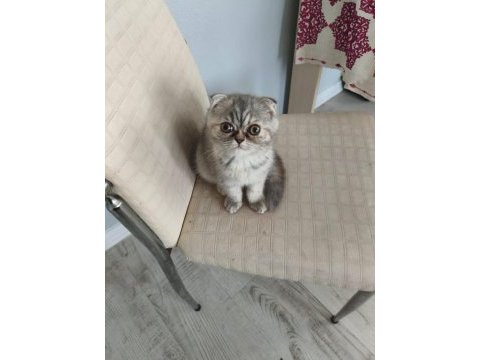 Scottish fold 50 günlük dişi