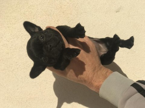 Mikro dişi french bulldog
