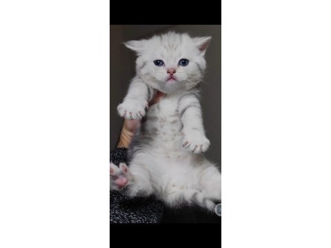British shorthair