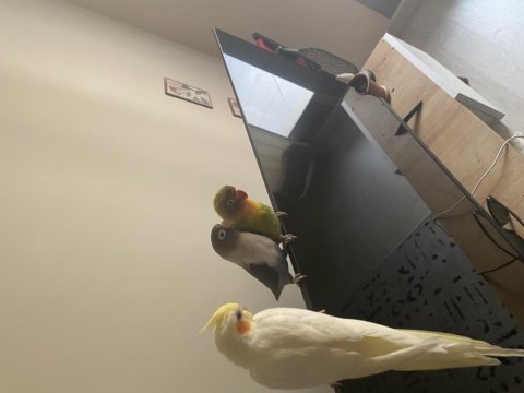 Eşli cennet papağanı klasik erkek mavi dişi