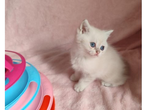 Safkan british shorthair