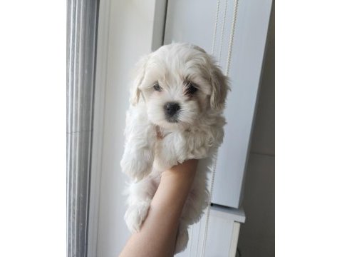 Maltese terrier yavru köpeğimiz
