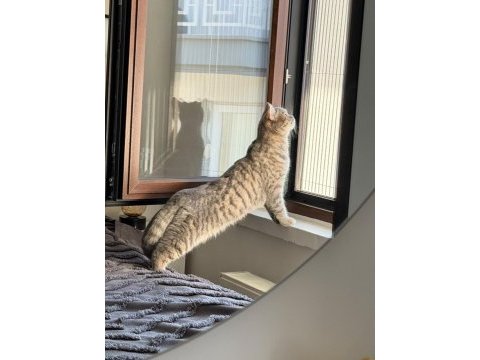 Oyuncu kedimiz yeni yuvasını arıyor