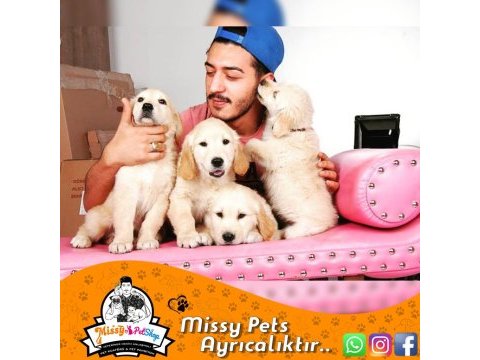 Golden retriever baby face safkan