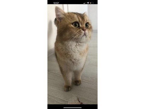Scottish fold kedimizi çiftleştirme ilanıdır