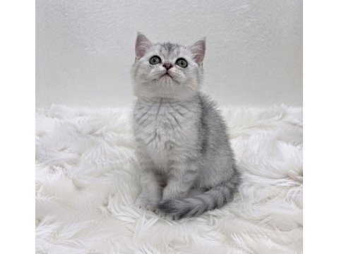 Silver point british shorthair bebeğim
