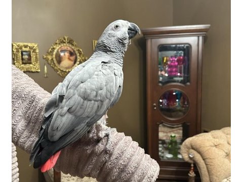 100 kelime konuşan maskot jako papağanı