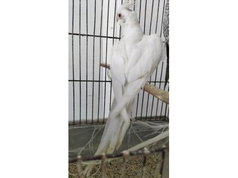 2 yaşında erkek sultan papağanı