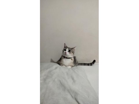 Gri tekir kedi