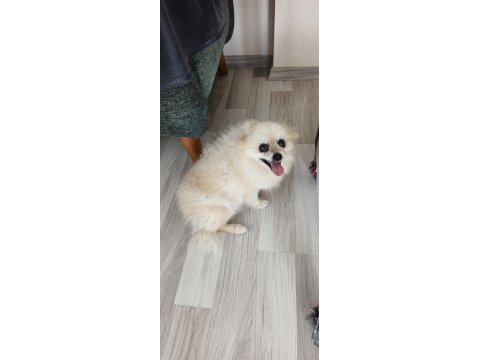 Krem rengi dişi eğitimli pomeranian küçük ırk