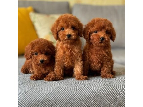 Koyu renk toy poodle yavruları