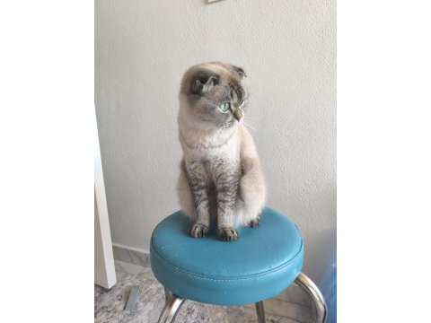 Safkan british longhair yavrularım
