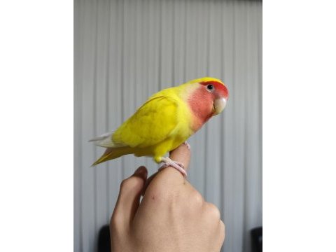 Bakımlı evcil gül başlı sevda papağanı