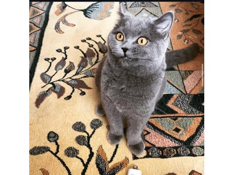 Ücretsiz sahiplendirme british shorthair dişi