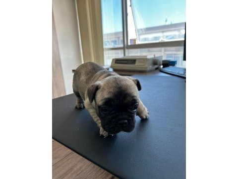 Acil yuva arıyoruz french bulldog