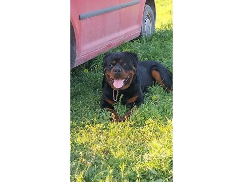 Macar kafa rottweiler yavrular