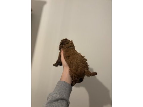 2 buçuk aylık aşılı erkek poodle yavrular