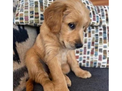 A şecereli golden yavrular kapıda ödeme mevcuttur