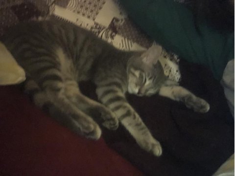 5 aylık erkek tekir kedimiz