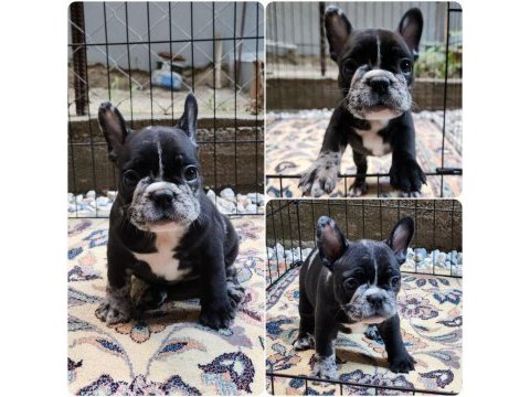 Sevimli french bulldog yaramazlar